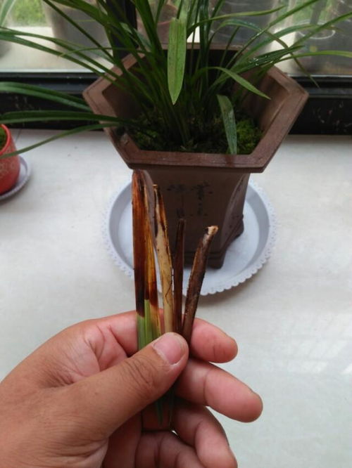 蝴蝶兰软腐病用什么药？如何有效治疗蝴蝶兰软腐病