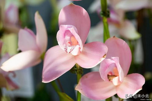 坟地里的花朵：它们背后的特殊含义