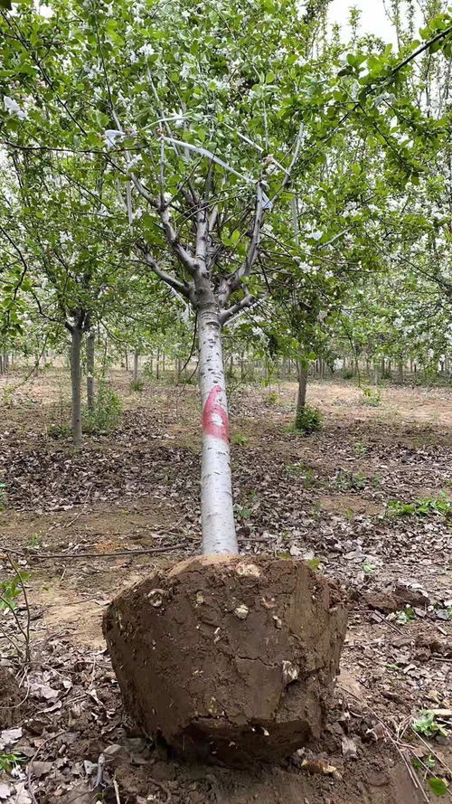 探寻10公分美人梅与7公分西府海棠的价格之谜