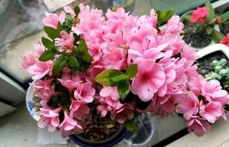 水浇多了也会烂根黄叶