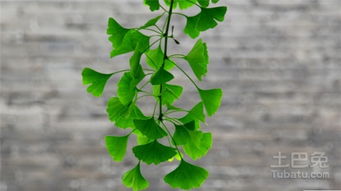 银杏树作为珍贵植物，其独特的药用价值和生态意义有哪些