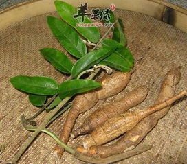 麦冬种子的使用方法