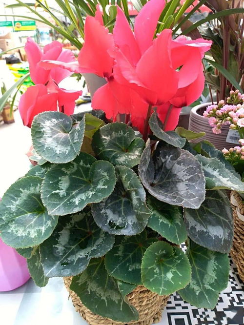 水花卉：清丽脱俗