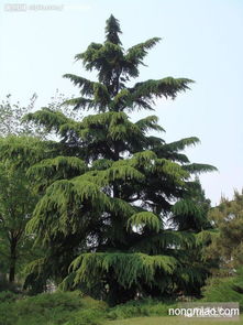 购买建议：如何挑选心仪的雪松