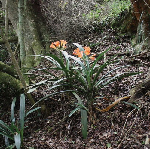 三、浇水不当，花儿受委屈