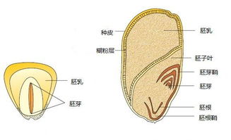 玉米种子结构图：胚乳饱满