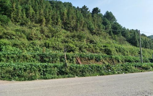 望谟县的柚木守护者