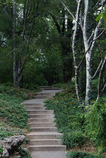 白皮松的树皮：独特的美，让人过目难忘