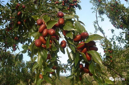 大枣治虫， 根据虫害选农药