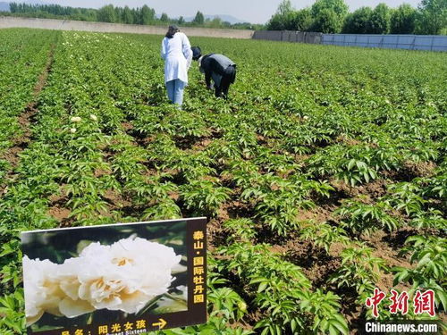 寻找南北通用、低维护、抗极端天气的花苗品种