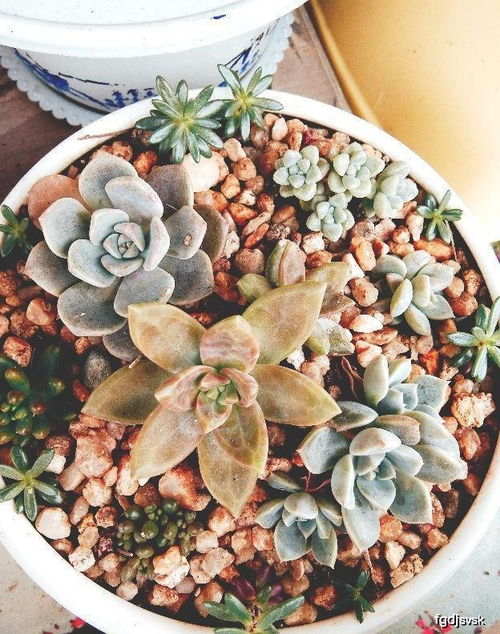 十棵月季九死无生，1秒自制杀虫剂，红蜘蛛蚜虫全消光！