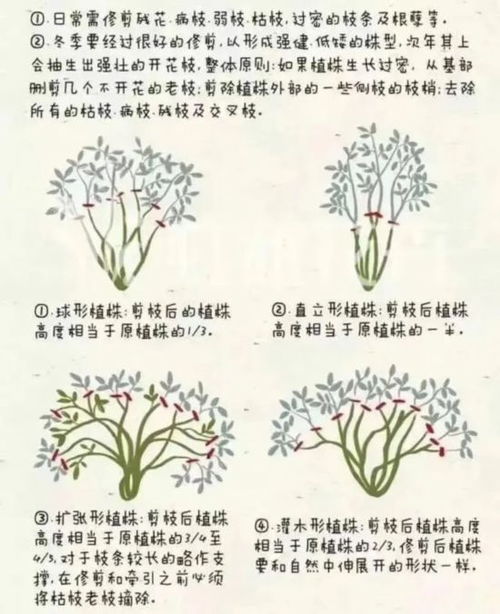 灌木月季，修剪还是不修剪？这是个问题！