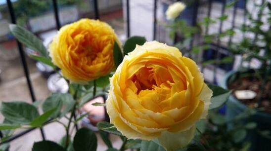 果汁阳台：抗病虫害嫩力强