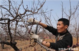 百香果果树成长的神秘助手：3吲哚乙酸