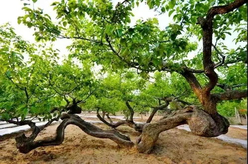 梨树花期使用苯甲丙环唑的影响探秘