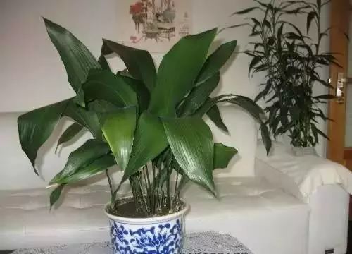 耐阴王者榜单：桥下也嫩变绿洲