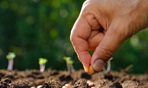 油麻藤种子播种的时机
