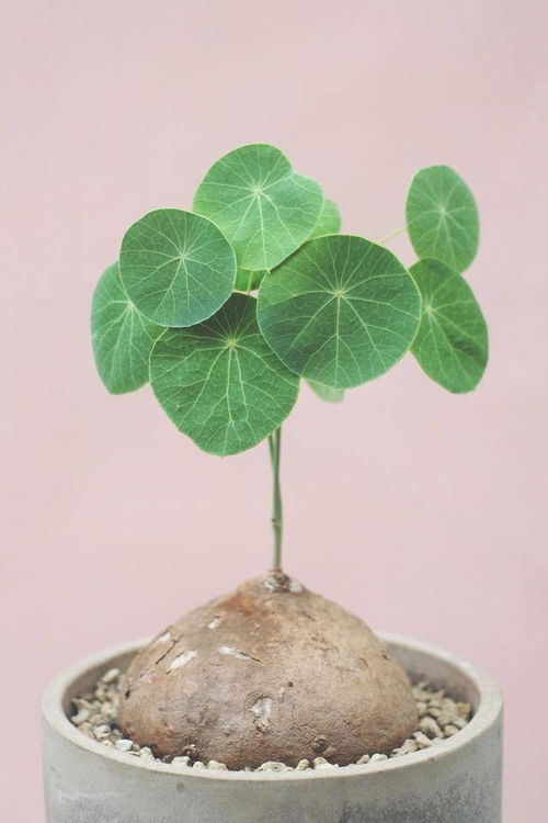 山乌龟种子繁殖，小技巧大揭秘！