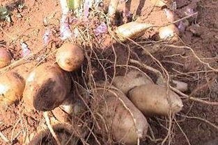 种植方法：简单易懂