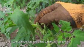 鸭脚木烂根了怎么处理，根部腐烂后还能挽救吗