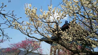 梅花的种植技巧