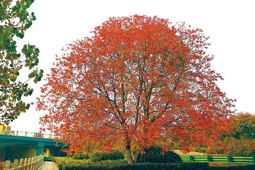 乌桕：红叶中的隐士