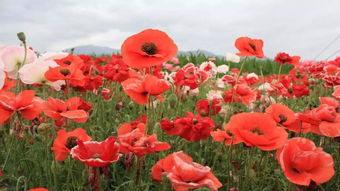 鸡为什么爱吃花草