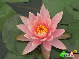 荷花与睡莲的浪漫邂逅