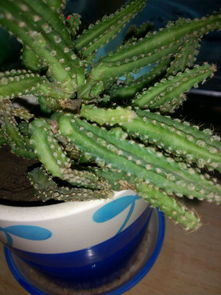 仙人掌花枯萎之谜：揭秘原因与救治之道