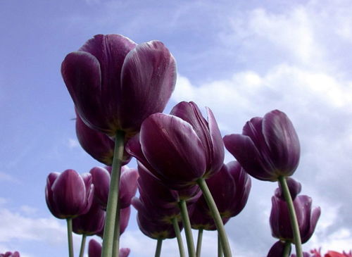 郁金香的颜色种类