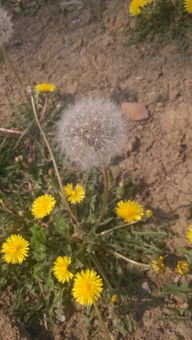 适应北方草地的野花需具备三重特性