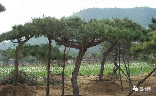 苗木产业：在调整中稳步发展