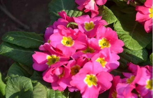 报春花的养护要点