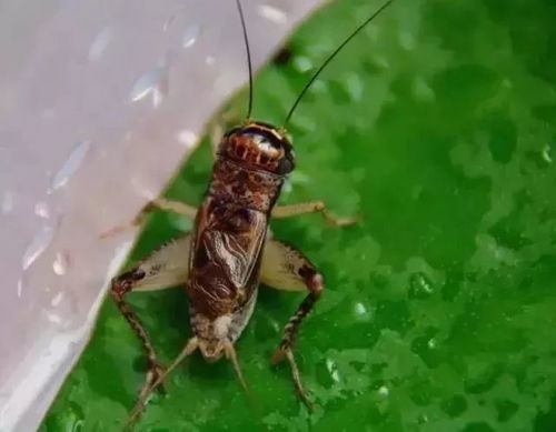 人工捕捉，亲自动手除害