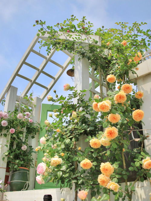 五月份新手种植的零失败花卉揭秘