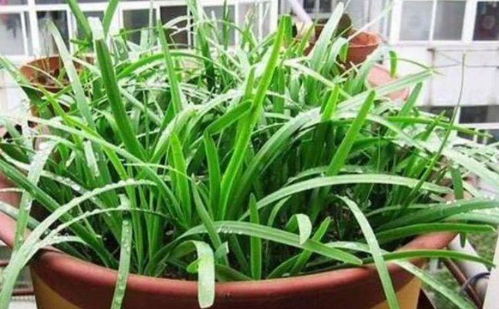 9月栽种韭菜根,掌握最佳种植时间!