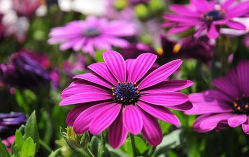 六月底高温育苗种非洲菊，如何降低60%死苗率？