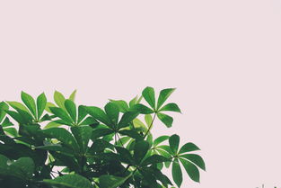 春雨滋润：培养孩子的自然观察力