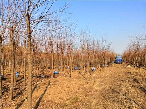 水杉树种植：了解水杉树的生长习性