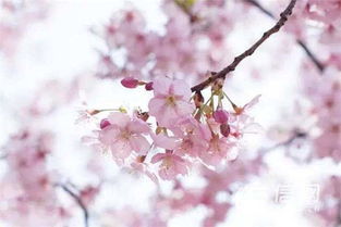 三种樱花的区别