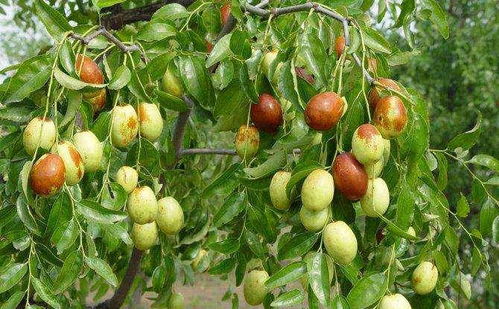 枣成熟季节能否揭晓？看完这篇