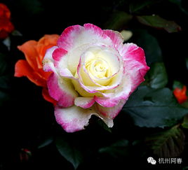 缤纷月季， 品种繁多