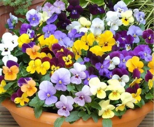 三色堇与金银花