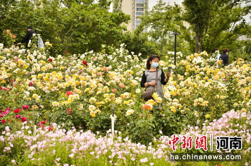 月季花海的品种大揭秘！