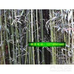 移栽要求