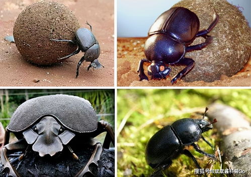 夜蛾专杀农药的困惑：对益虫的影响