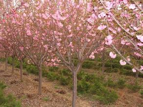 樱花苗木种类繁多， 价格各不相同