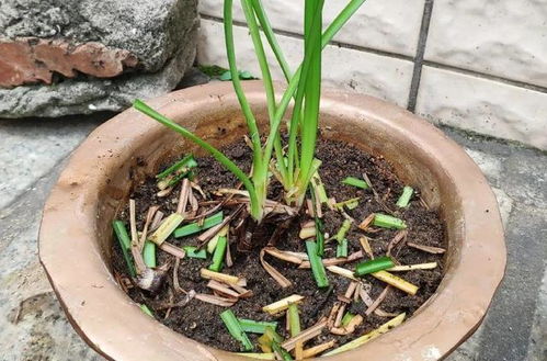 夏季养殖难题：矾根死亡原因解析