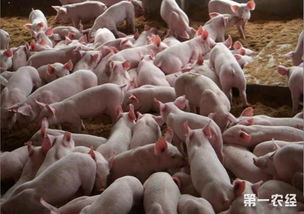 挑选健康、快长仔猪，掌握十三要点