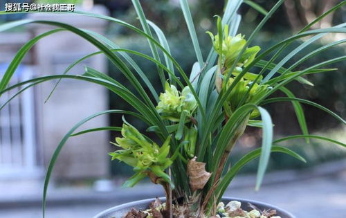 土办法养兰花， 效果惊人